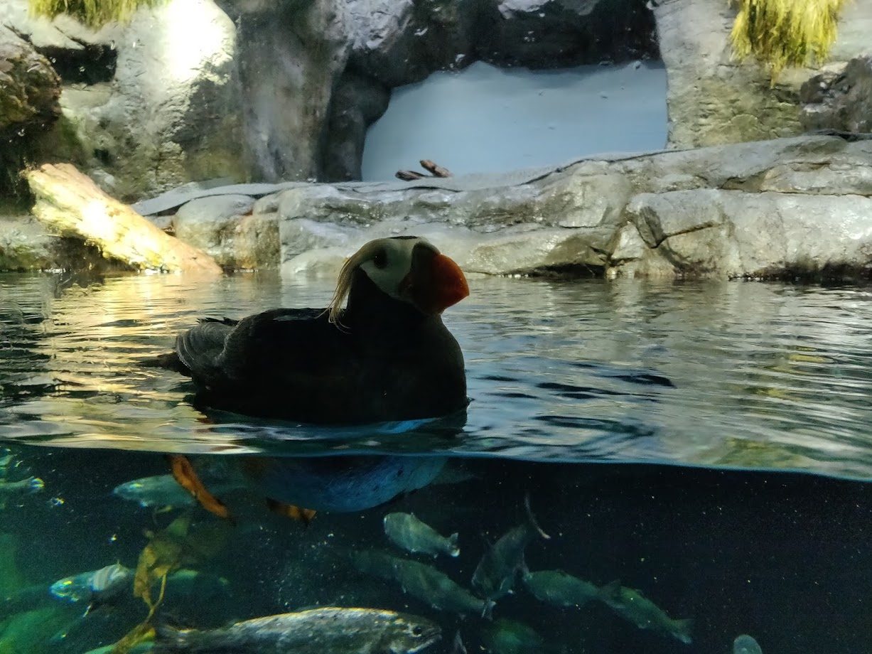 Kaiyukan aquarium
