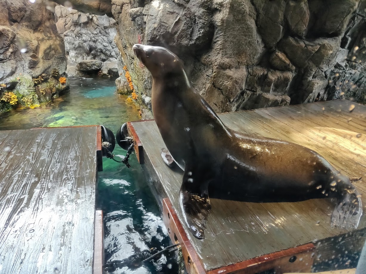 Kaiyukan aquarium