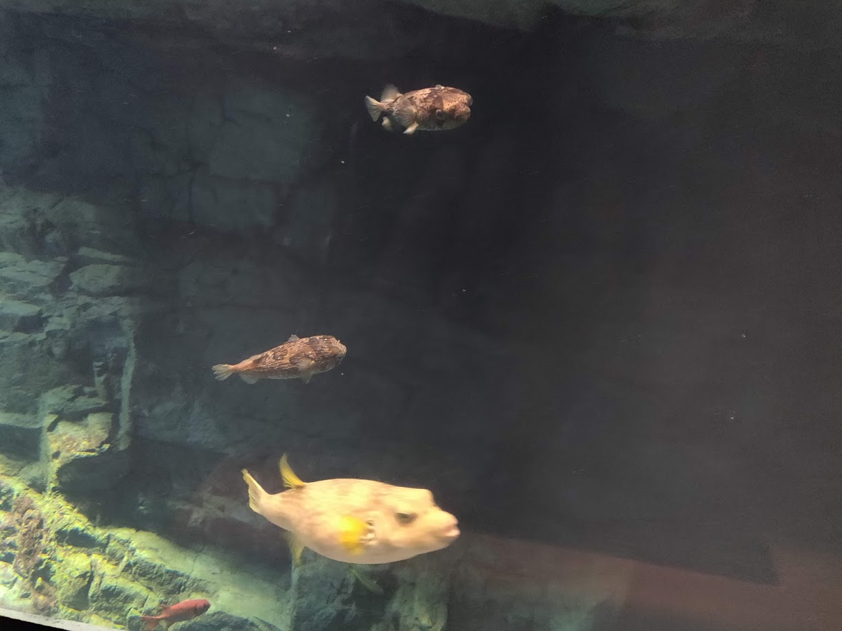 Kaiyukan aquarium