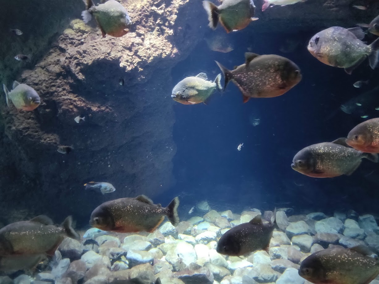 Kaiyukan aquarium