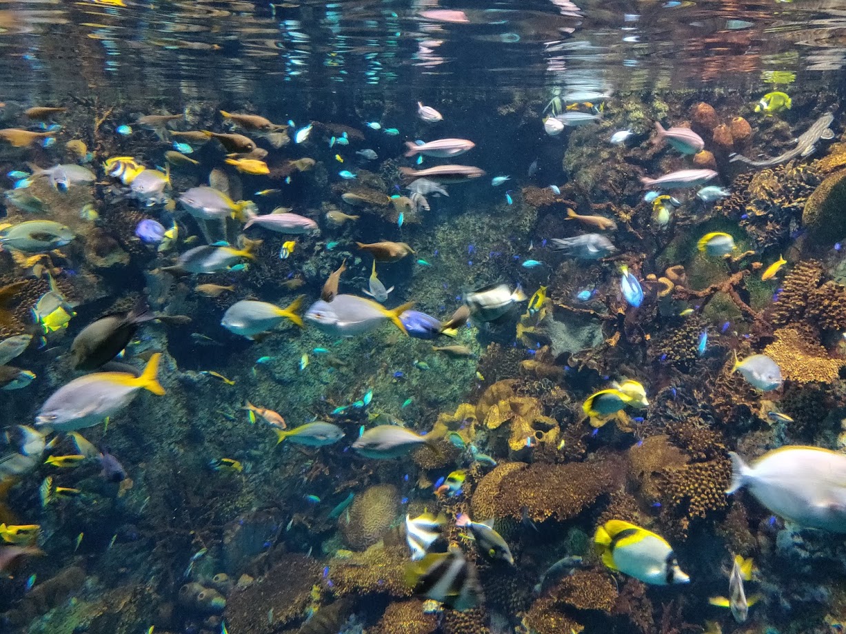 Kaiyukan aquarium