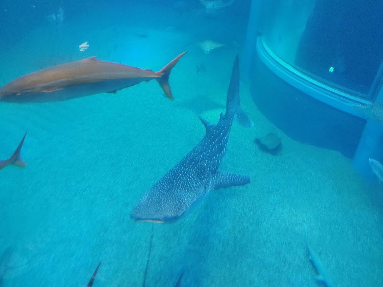 Kaiyukan aquarium