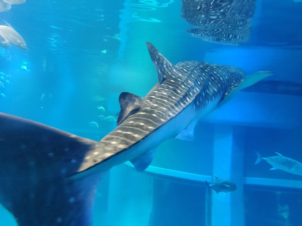 Kaiyukan aquarium