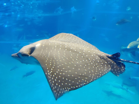 Kaiyukan aquarium
