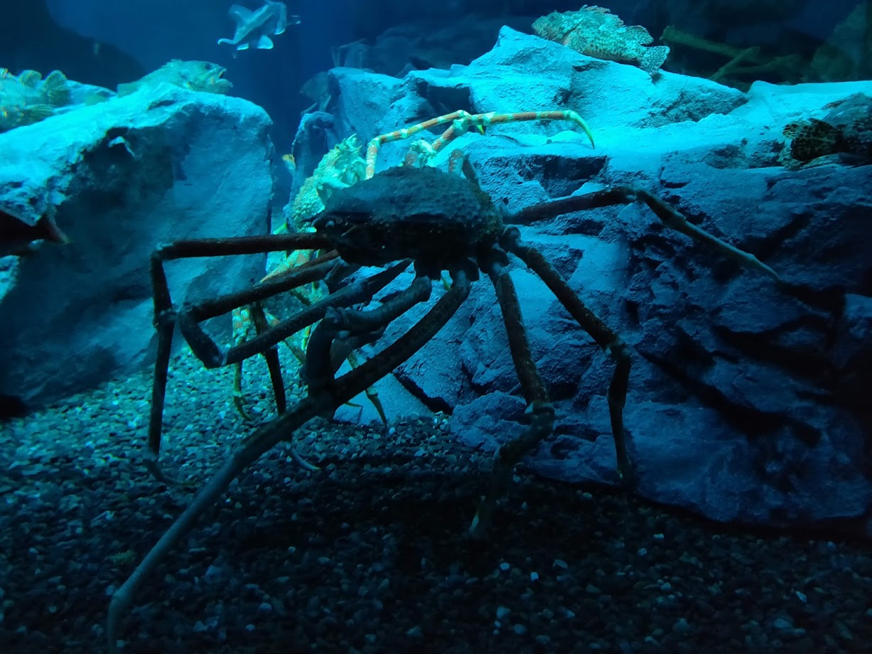Kaiyukan aquarium