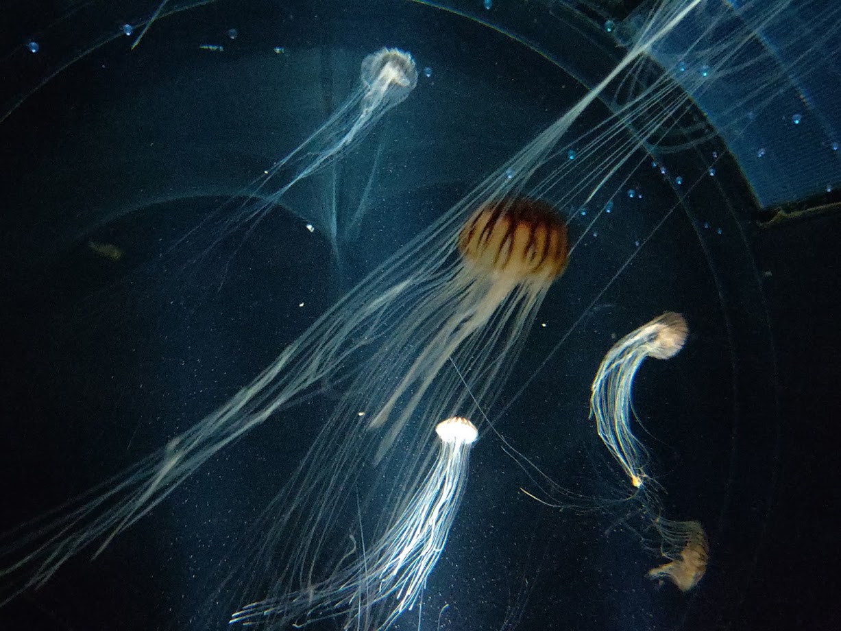 Kaiyukan aquarium