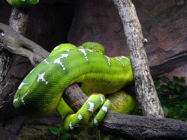 Skansen